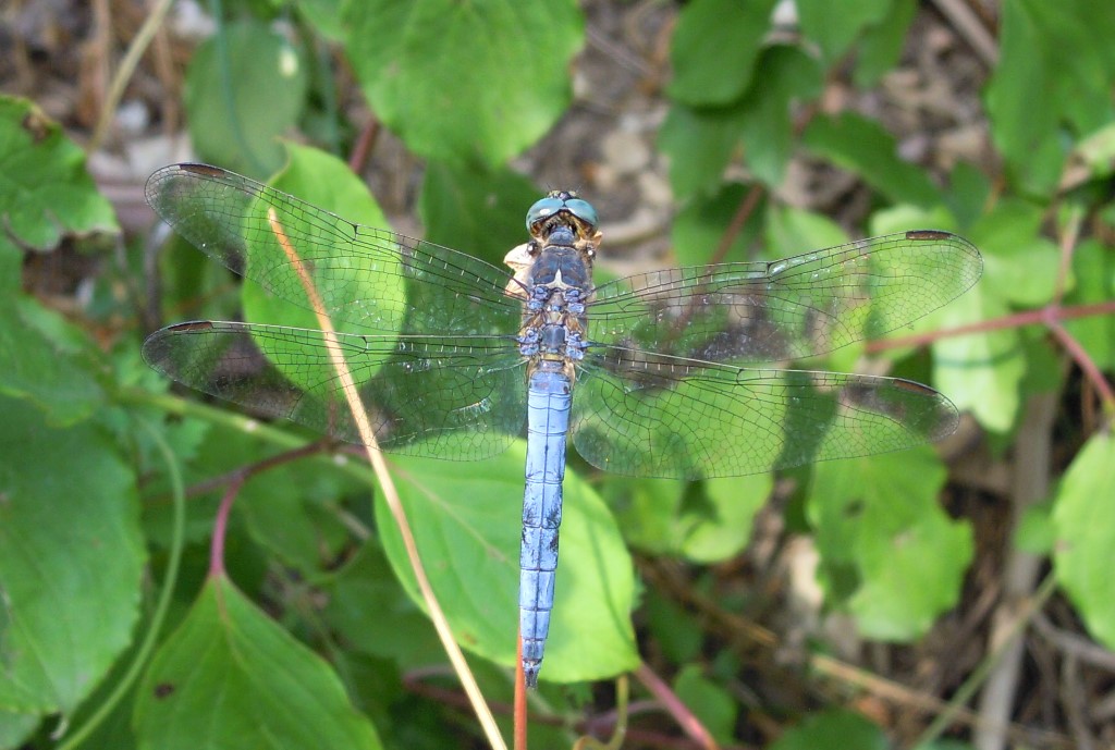 Libellula da determinare:  Orthetrum coerulescens